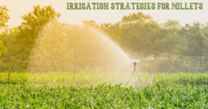 Irrigation Strategies for Millets: From Traditional Methods to Modern Innovation
